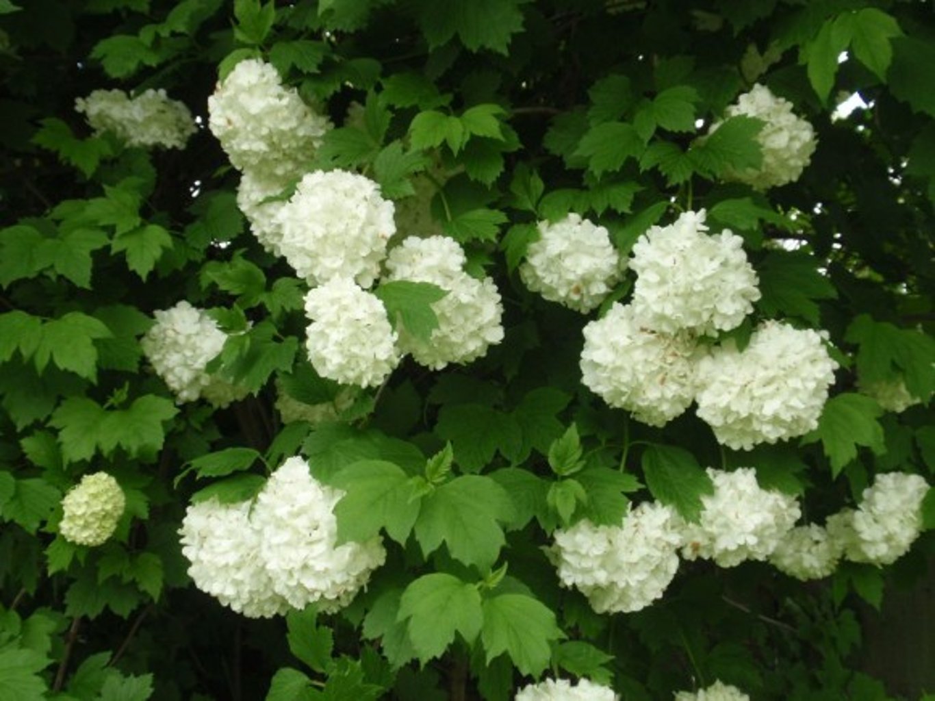 Viburnum opulus - 80-120 CM bare root 1/2 2-3 branche